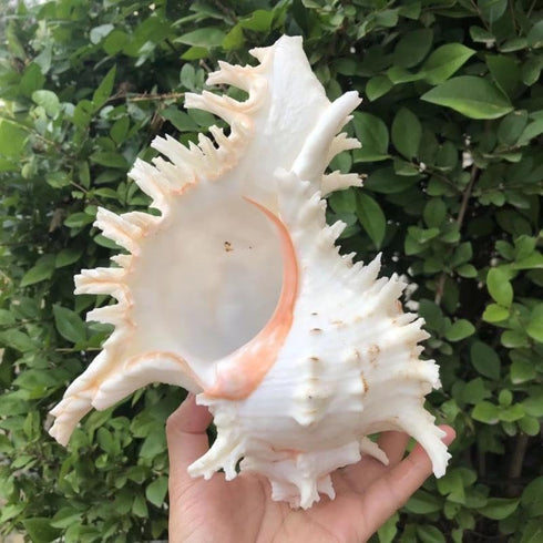 5.5‘’ to 6.3‘’ Large Natural Conch Shell Fish Tank Hideout, Natural Sea Shells