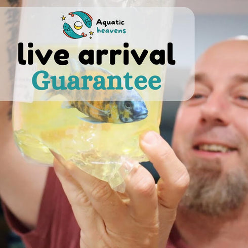 Aquaticheavens live freshwater Aquarium tropical crab live
