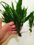 AquaLeaf Aquatics 1,000,000+ Java Fern Bare Root | Microsorum Pteropus - Low Light Freshwater Aquarium Plant - Plants