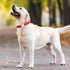 Reflective Dog Collar with Metal Buckle, Soft Sturdy Nylon Adjustable Collars with ID Tag Ring for Small Medium Large