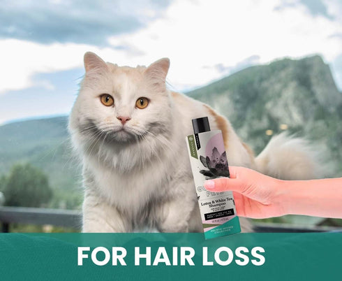 Holistic Natural Derived Lotus and White Tea Pet Shampoo - 16 oz - Veterinarian Recommended for Dogs, Cats, Horses