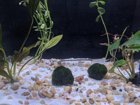 Planaria Trap, 2 Pieces Leech Trap Glass Tube for Aquarium Shrimp Tank