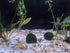 Planaria Trap, 2 Pieces Leech Trap Glass Tube for Aquarium Shrimp Tank
