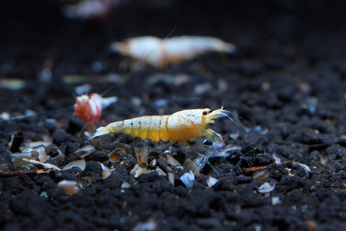 1/4 1/2 inch (5 Golden Bee Shrimp Live Freshwater Aquarium Shrimp - to Long Shrimp)