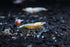 1/4 1/2 inch (5 Golden Bee Shrimp Live Freshwater Aquarium Shrimp - to Long Shrimp)