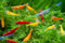 Las Vegas Exotic Fish 20 Mixed Color Neocaridina Shrimp Live Freshwater Shrimp Aquarium Inverts