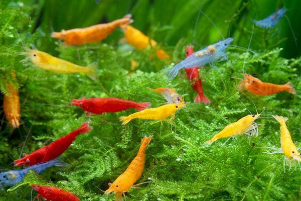 Las Vegas Exotic Fish 10 Mixed Neocaridina Shrimp Live Freshwater Shrimp Aquarium Inverts (Mixed)