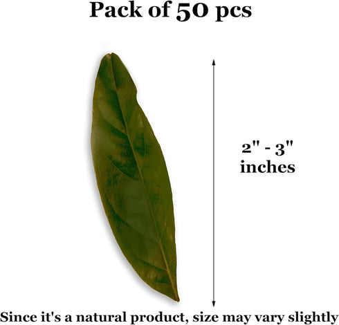 JOR Mahogany Leaves | Vivarium Leaf Litter for Frogs | Maintains Humidity and pH Levels, 50 Pack, 2” Small