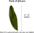 JOR Mahogany Leaves | Vivarium Leaf Litter for Frogs | Maintains Humidity and pH Levels, 50 Pack, 2” Small