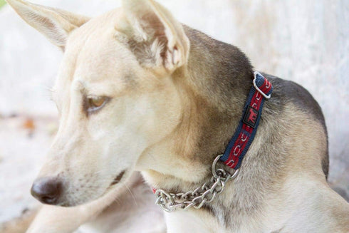 Tuff Pupper Martingale Collar for Dogs, Adjustable No Pull Training Collar, Gentle Nylon & Steel Chain, Large (18-26"