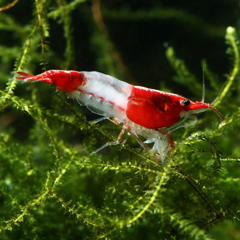 The Seam Oasis 20 Red Rili Shrimp Premium High Grade Neocaridina, Live