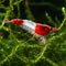 The Seam Oasis 20 Red Rili Shrimp Premium High Grade Neocaridina, Live