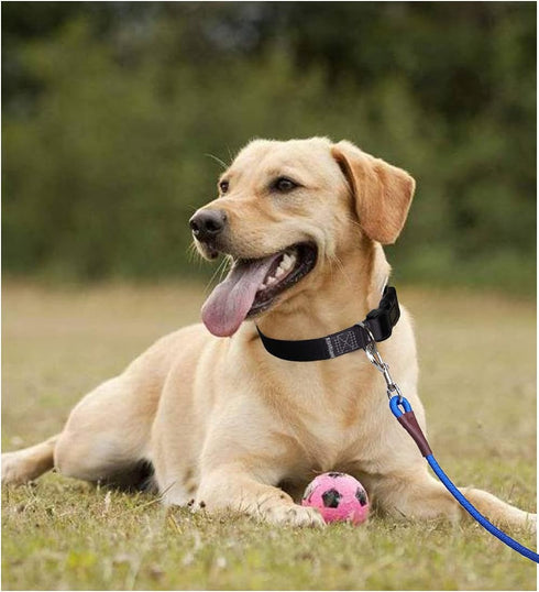 Small Dog Leash, Lightweight Strong Nylon Rope 1/4" by 6/8/10 FT, Bright Classic Leash for Small Pets (6ft, Dark Blue)