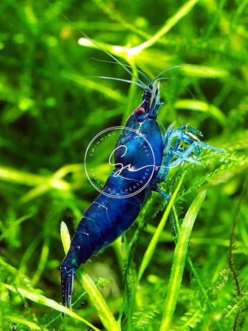 Swimming (10, (5 Creatures Premium Neocaridina Shrimp Freshwater Aquarium Shrimp Premium Mix Colors))
