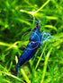Swimming (10, (5 Creatures Premium Neocaridina Shrimp Freshwater Aquarium Shrimp Premium Mix Colors))