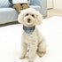 EXPAWLORER Dog Leash and Collar Set - Adjustable Cute Plaid Bow Tie and Bandana Collar, Tangle Free Leash