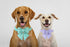 Maca Bates Dog Collar with Bow Tie for Dogs, Adjustable Breakaway Violet Collar Accessories for Small to XL Dogs