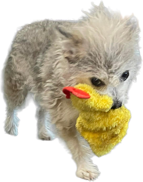 Chicken and Egg Crinkle Squeaker Toys for Dogs and Small Pets