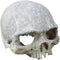 Hewnda Aquarium Decor, Resin Artificial Head Skeleton Decoration for Aquarium Otaru Landscape
