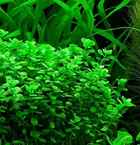 Aquatic Discounts 3 2 1 Different Types of Beginner/Super Easy Live Aquarium Plants - Bacopa + Anubias + Java Fern BU Y