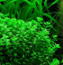 Aquatic Discounts 3 2 1 Different Types of Beginner/Super Easy Live Aquarium Plants - Bacopa + Anubias + Java Fern BU Y