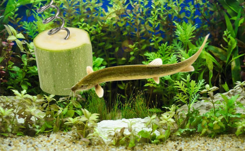 Fish Tank Vegetable Feeder,Aquarium Vegetarian Feeder,Loach pleco Feeder,screwcumber pleco feeder,Bottom Sinking Fish Feeder,Malawi Cichlid Snail Feeder- 5PCS..