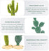 YOLUFER 2Pcs Reptile Cactus Plants Terrarium Decoration Faux Reptile Terrarium Cactus Plant Landscape Decoration