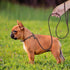 DONGKER Dog Slip Lead - 5ft 2-in-1 Leather Pet Training Walking Leash for Small Medium Large Dogs