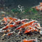 SF Aquatic 10 RED Galaxy SHIRMP Caridina Taiwanese Bee Live Freshwater Shrimps