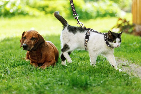 Cat Harness and Leash Set, Soft Nylon Adjustable for Kittens, Glow in The Dark, Black