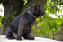 Bestia Spiky Collar with Blunt Screw Tips - Suitable for Small Dog Breeds or Puppies, 1" Wide