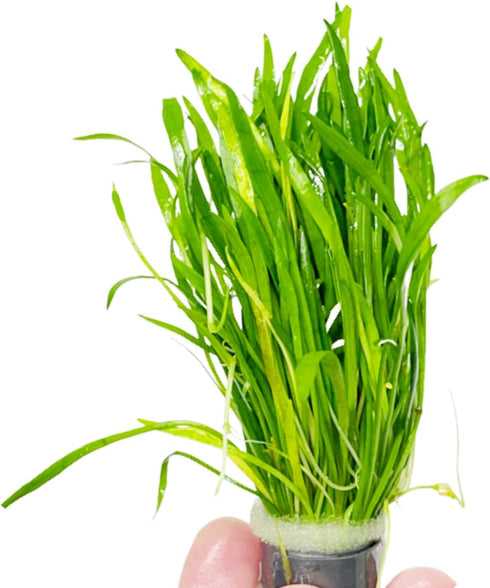 PLANTEREST Micro Sword Lilaeopsis Novaezelandiae Bundle Live Aquarium Plant Decorations BUY2GET1FREE