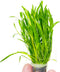 PLANTEREST Micro Sword Lilaeopsis Novaezelandiae Bundle Live Aquarium Plant Decorations BUY2GET1FREE