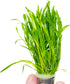 PLANTEREST Micro Sword Lilaeopsis Novaezelandiae Bundle Live Aquarium Plant Decorations BUY2GET1FREE