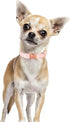 Cotton Dog Collar for Small Dogs, Adjustable Cute Boy Girl Collars with Metal Buckle (Baby Pink Daisy, S)