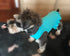 Pet Clothes Small Dog Clothing Blank Color Sport Dress, T-Shirts for Small Female Dogs, 100% Cotton (L, Turquoise)