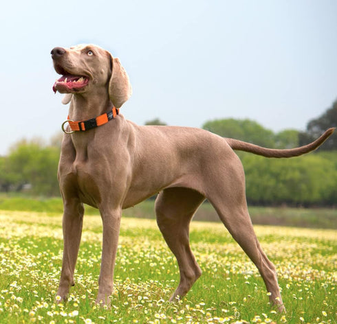 Reflective Dog Collar for Medium Dogs - Adjustable 12-17 inches - Brown