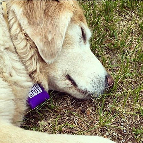 Pet Tag Silencer in Pink