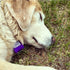 Pet Tag Silencer in Pink