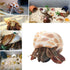 Hermit Crab Shells Turbo Shells, 12+ pcs Assorted Handpicked Turbo Shells for Hermit Crab House