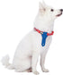 Blueberry Pet 4 Patterns Cardinal Red Nautical Sailboat Designer Adjustable Tie Dog Collar, Small, Neck 12"-16"