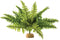 Exo Terra Boston Fern Terrarium Plant, Medium, for Reptiles and Amphibians