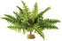 Exo Terra Boston Fern Terrarium Plant, Medium, for Reptiles and Amphibians