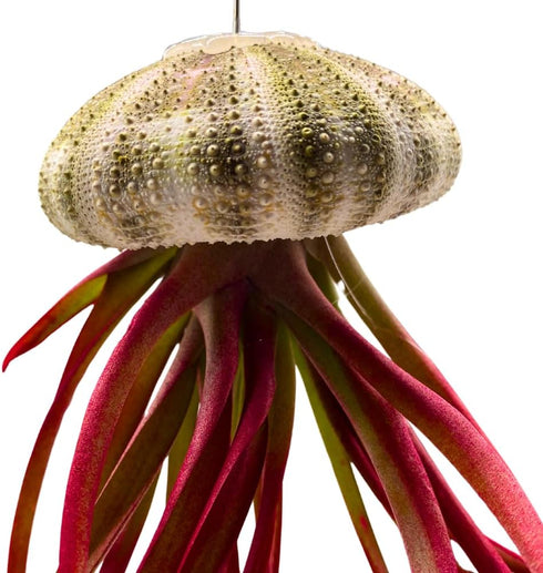 BubbleBlooms Large Hanging Tillandsia Jellyfish Plant