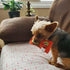 Huxley & Kent Roscos Dog Toy, Small Power Plush with Squeaker, Funny Cute Dog Toy, H&K Squeaky Dog Toy