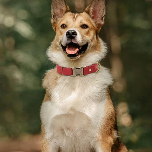 PET ARTIST Dog Collars for Small Dogs, Heavy Duty Dog Collar with Quick Release Metal Buckle, Soft Padded Nylon Red Dog Collar, Adjustable Durable Pet Collars for Girl Gifts, S (Fit 10-16")