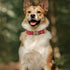 PET ARTIST Dog Collars for Small Dogs, Heavy Duty Dog Collar with Quick Release Metal Buckle, Soft Padded Nylon Red Dog Collar, Adjustable Durable Pet Collars for Girl Gifts, S (Fit 10-16")