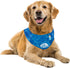 ALL FOR PAWS Cooling Neck Wraps for Dogs, Ice Dog Bandanas, Chill Out Blue Dog Collar, Neck Cooler for Dogs and Cats