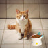Cute Ceramic Raised Cat Bowls, Elevated Design, 15° Tilted Feeder for Flat Faced Cats, Kitten Small Dogs (Black)
