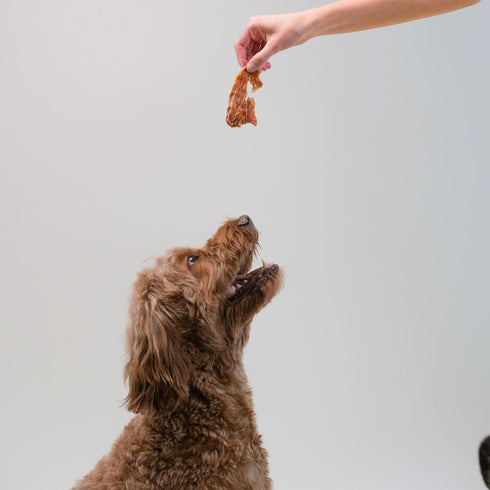 Pupford Crunchy Jerky Treats for Dogs & Puppies, Made in USA, Single Ingredient, No Fillers (Chicken, 8 oz)